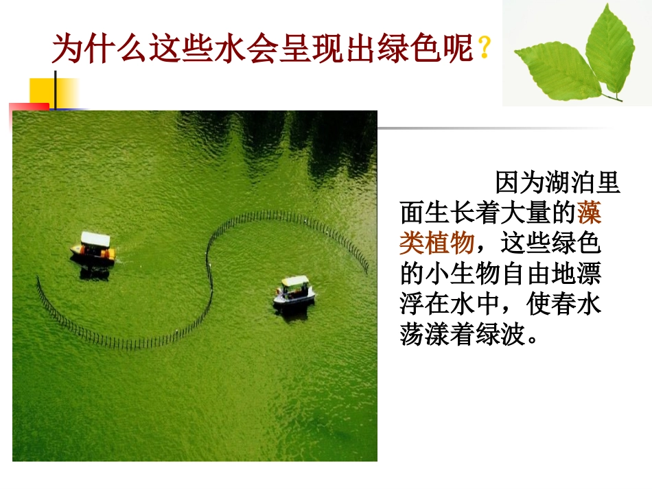 藻类、苔藓和蕨类植物_第3页