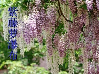 紫藤萝瀑布施