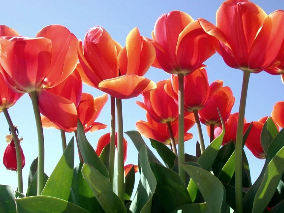 劳技课折纸--郁金香的折法_第2页