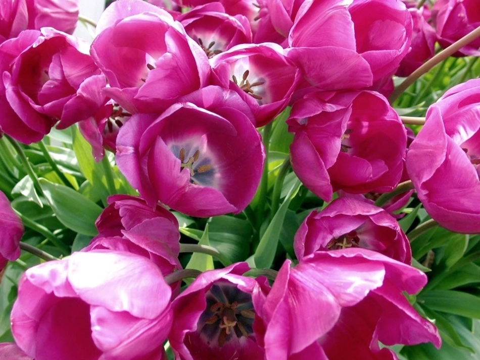 劳技课折纸--郁金香的折法_第3页