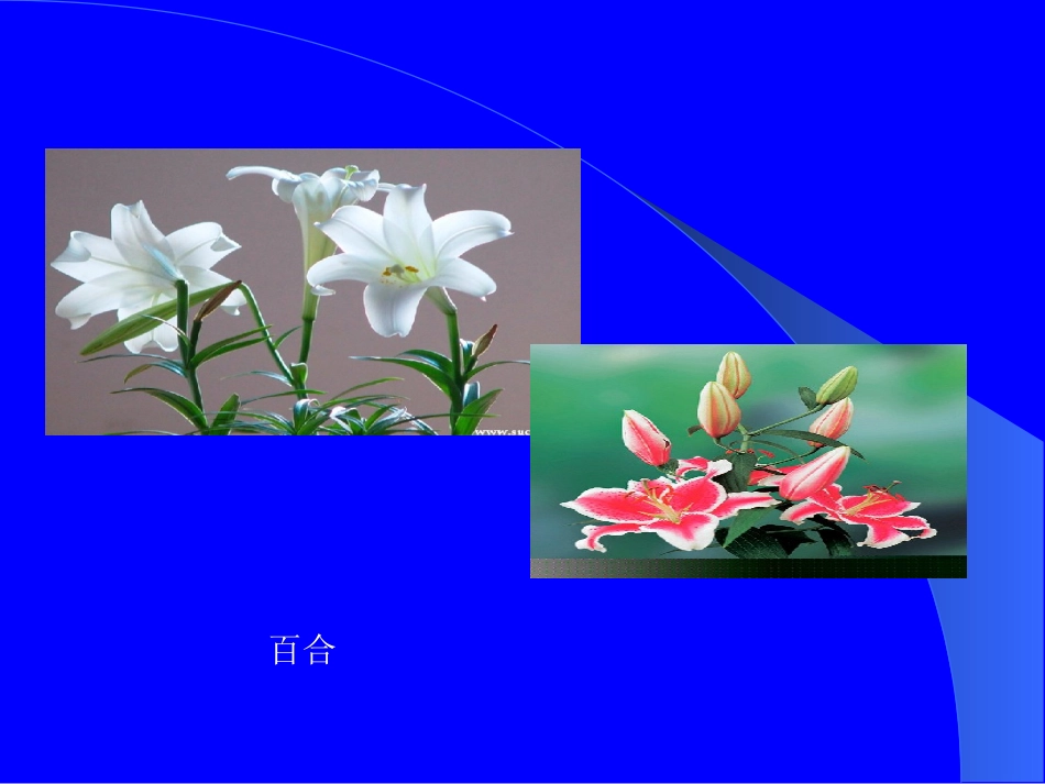植物组织培养_第2页