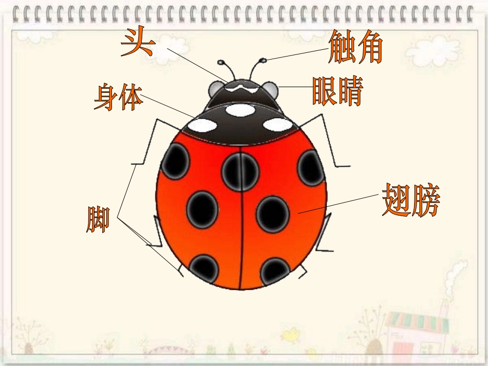 《瓢虫的花衣裳》课件_第2页