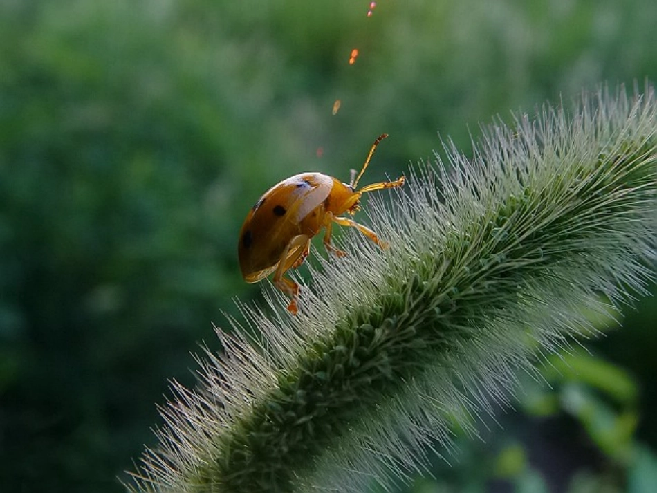 草虫的村落2_第2页