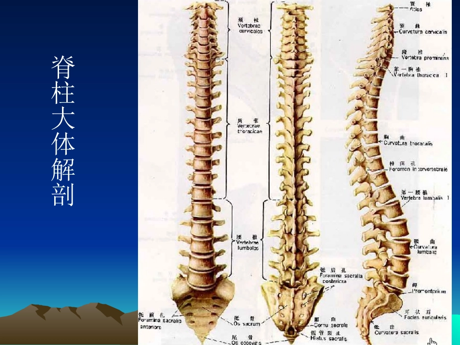 脊柱外伤影像学表现_第2页