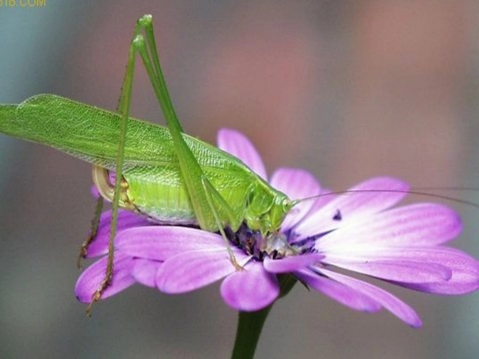送给盲婆婆的蝈_第3页