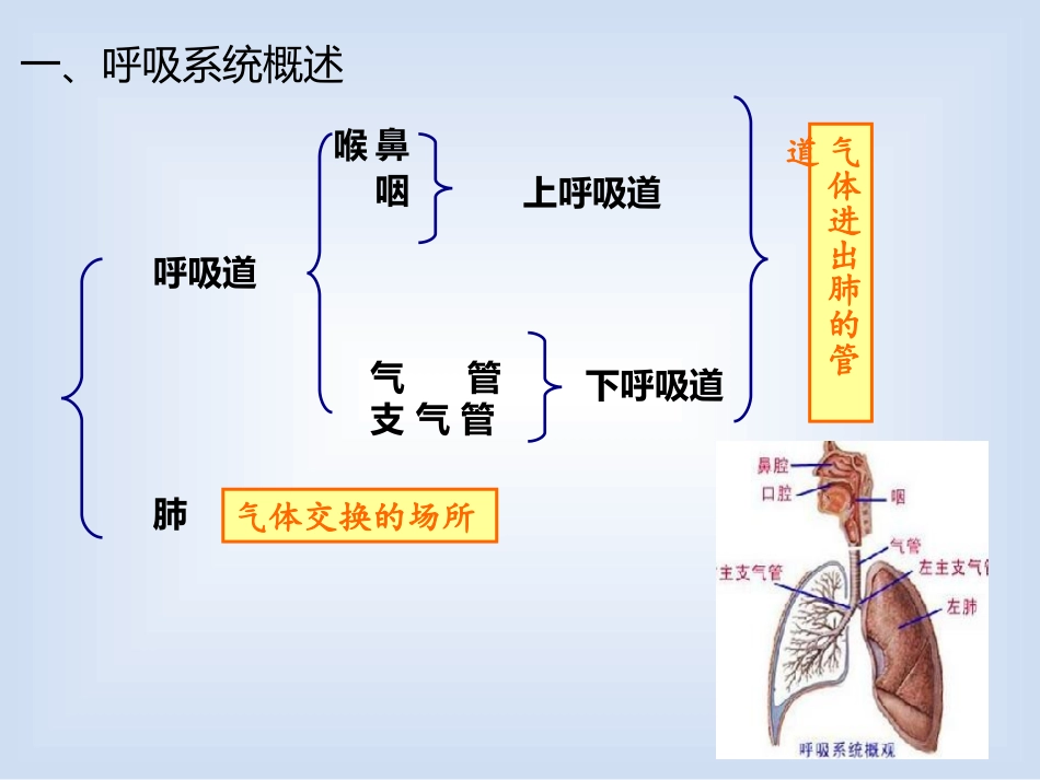 幼儿呼吸系统及保健_第3页