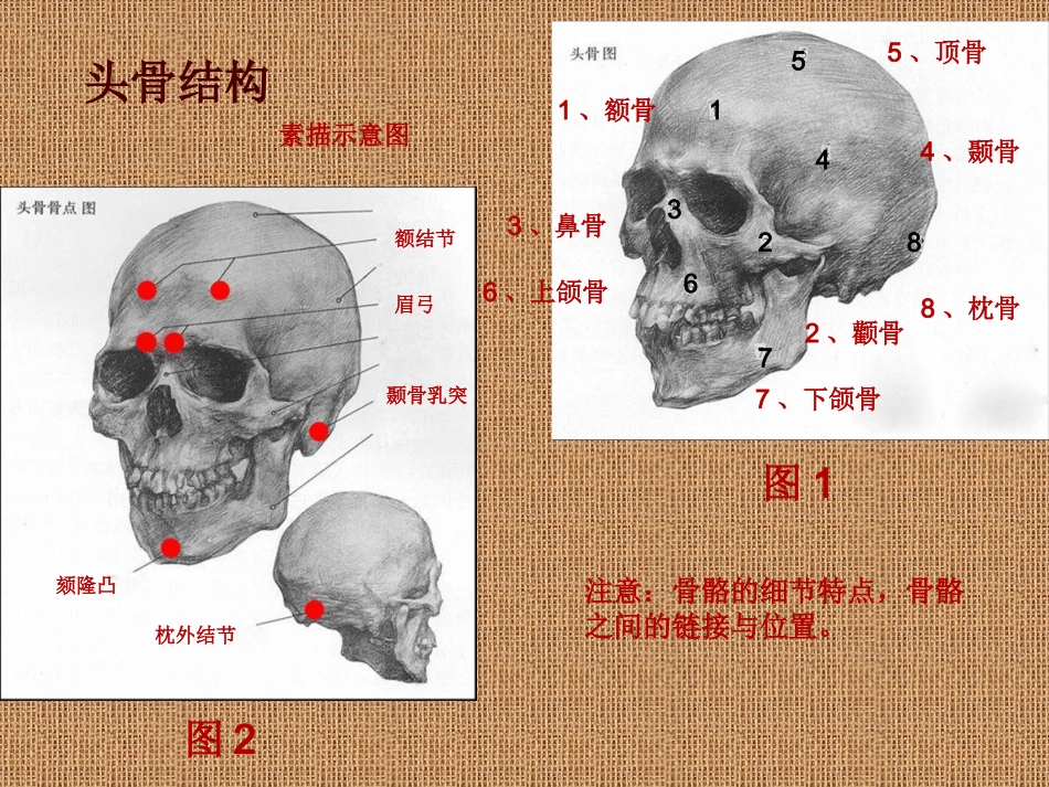 素描头像结构分析_第2页
