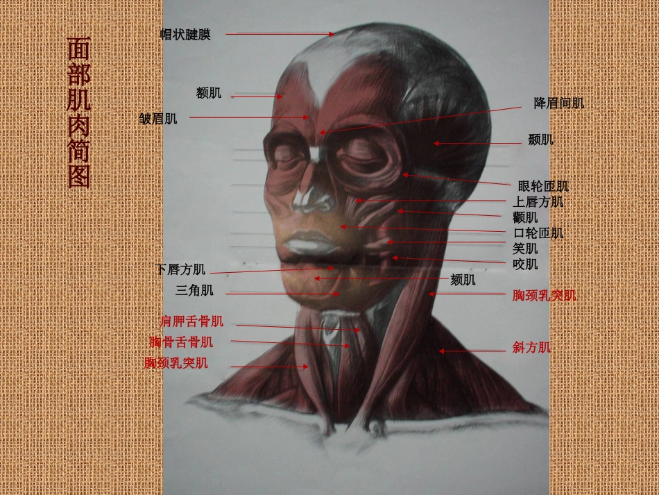 素描头像结构分析_第3页