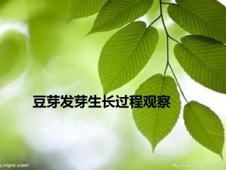 豆芽发芽生长过程观察