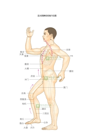 脾经的位置图 (2)