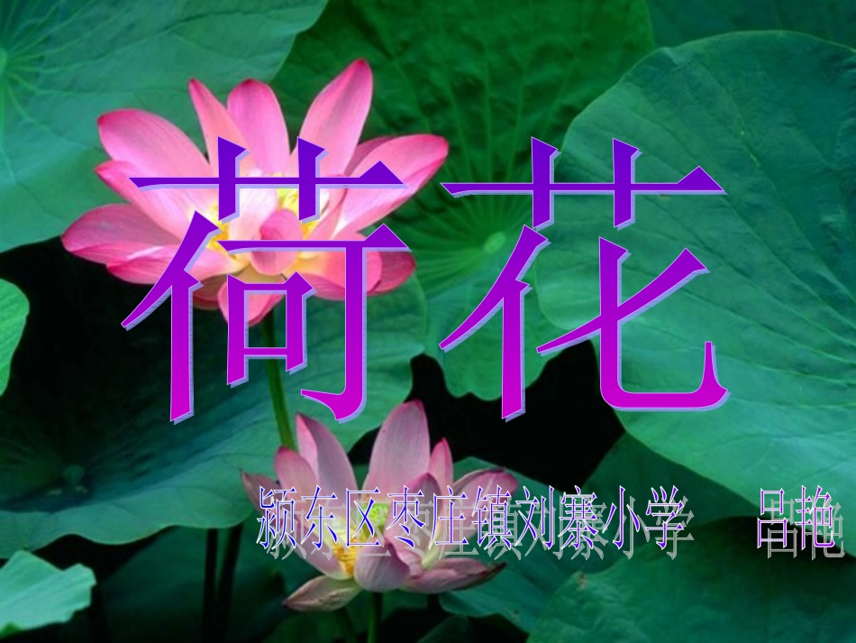荷花课件--吕艳_第1页