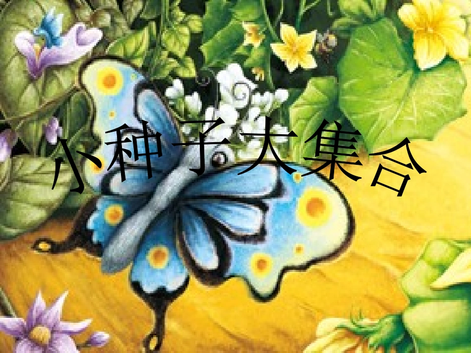 小种子大集合_第1页