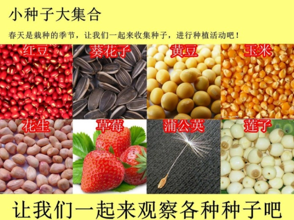 小种子大集合_第2页