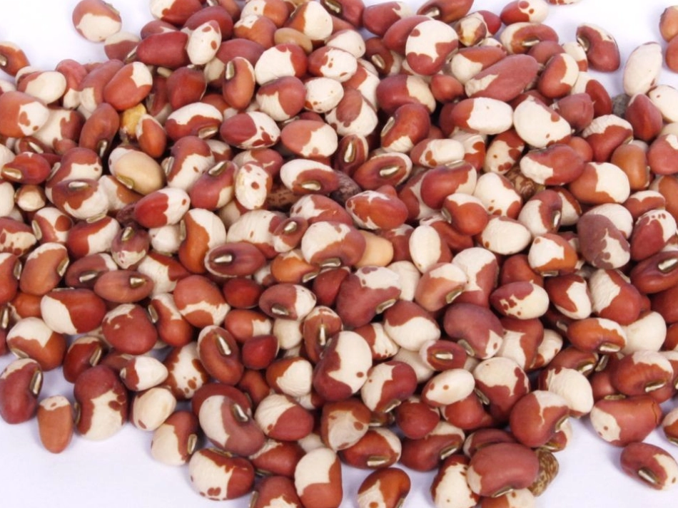 小种子大集合_第3页