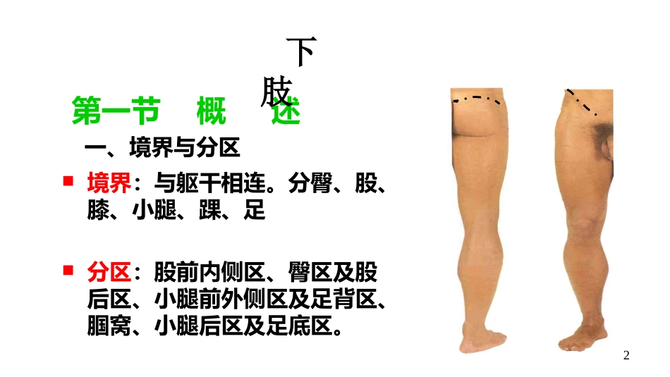 局部解剖学 下肢_第2页