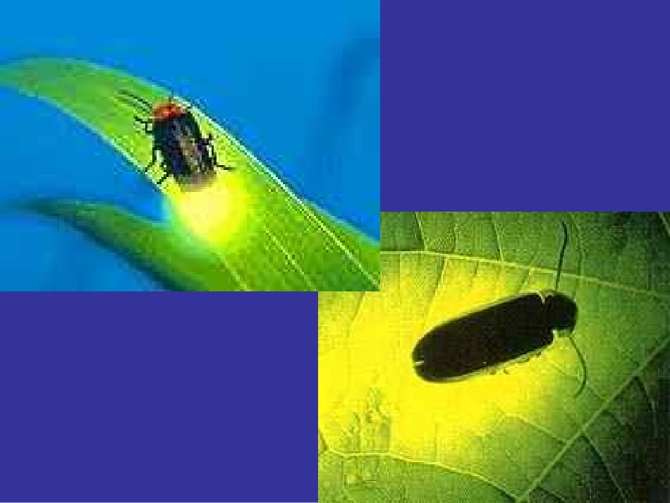 光的直线传播复习_第3页