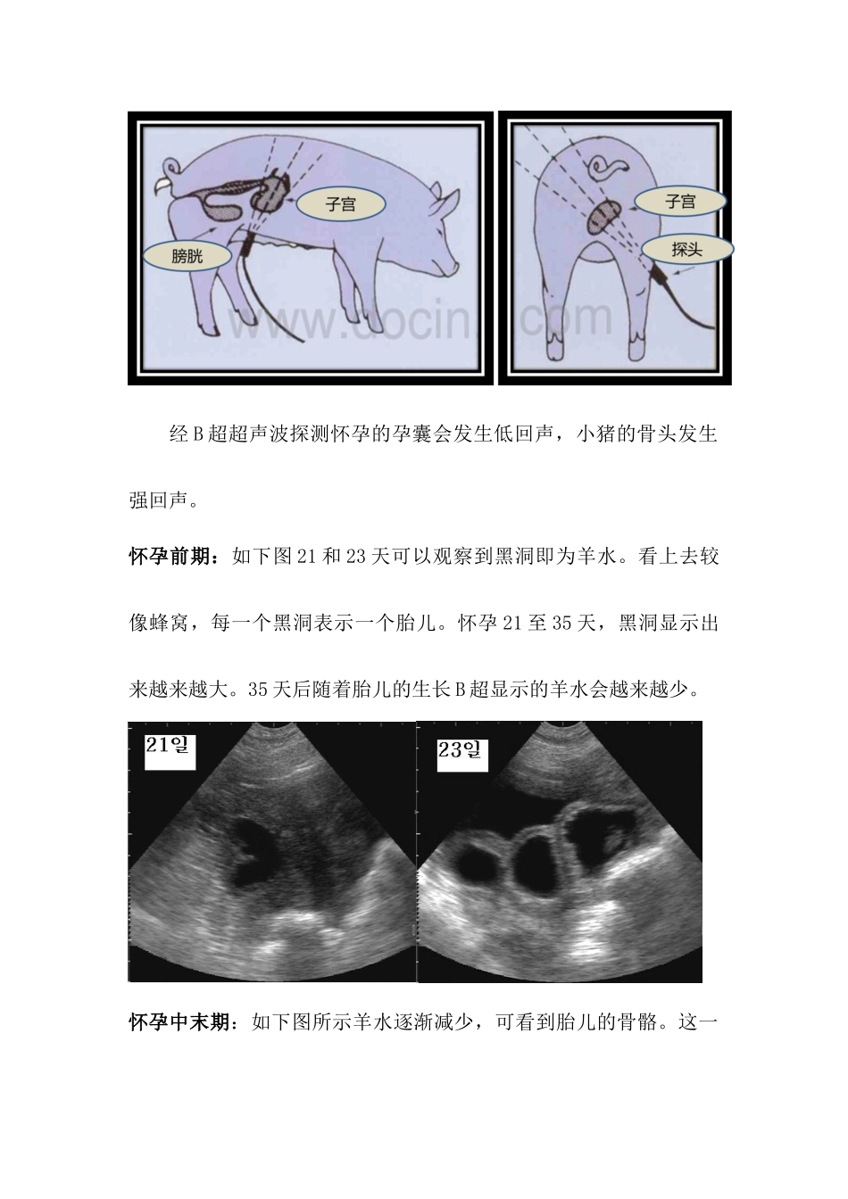 猪B超检测及结果判断_第2页