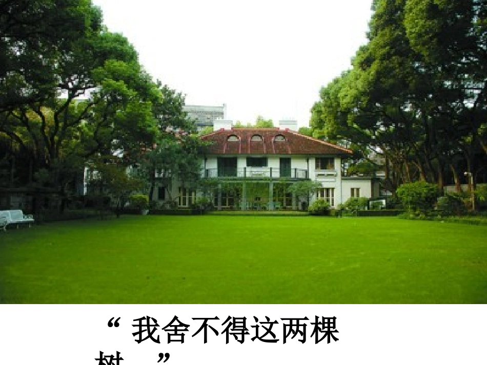 苏教版宋庆龄故居的樟树_第3页