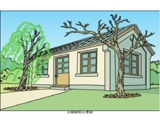 小柳树和小枣树 