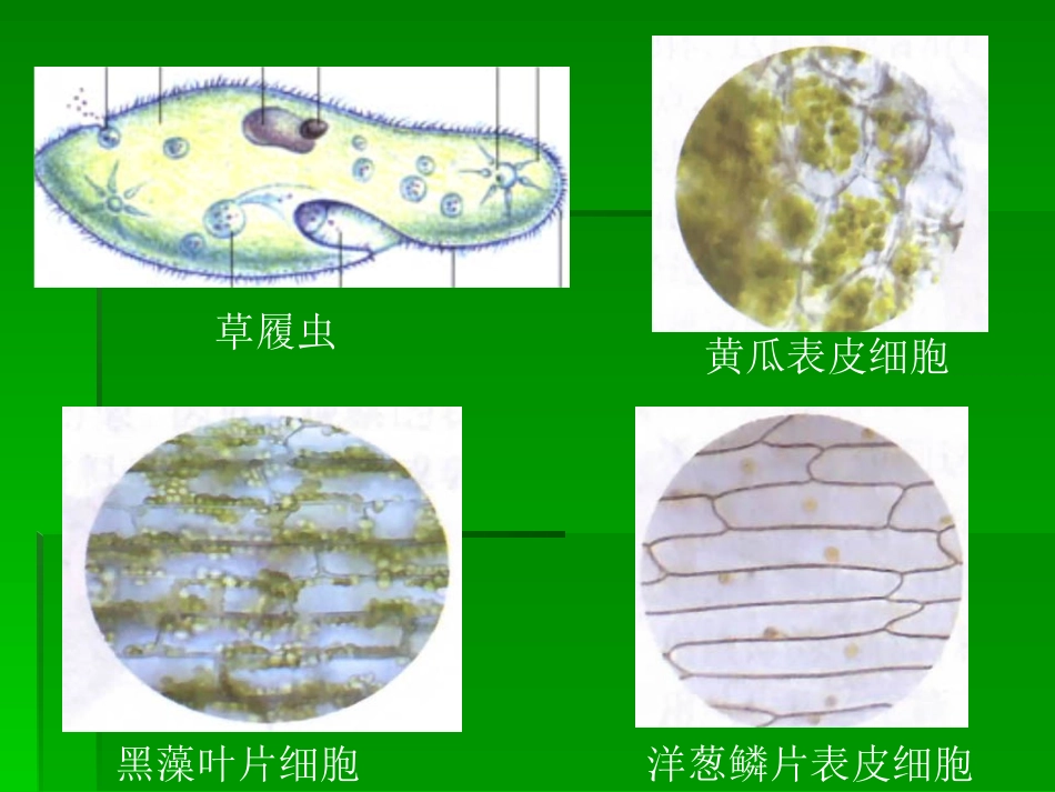 细胞的基本结构和功能_第3页