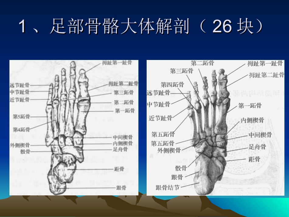 足踝部X线检查_第3页