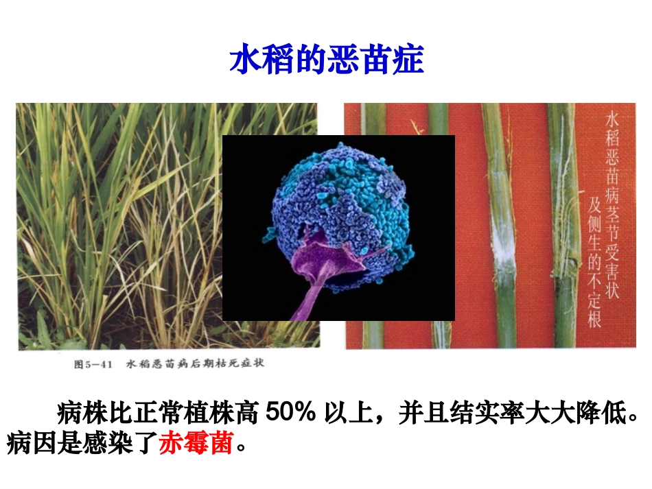其他植物激素(最新)_第3页