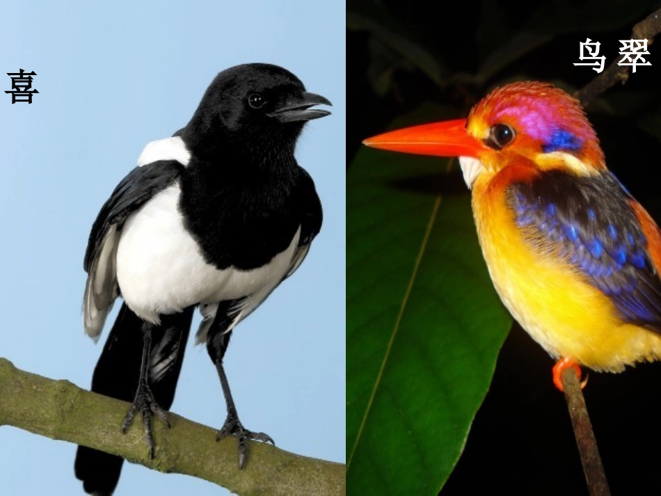 我最喜欢的鸟_第2页