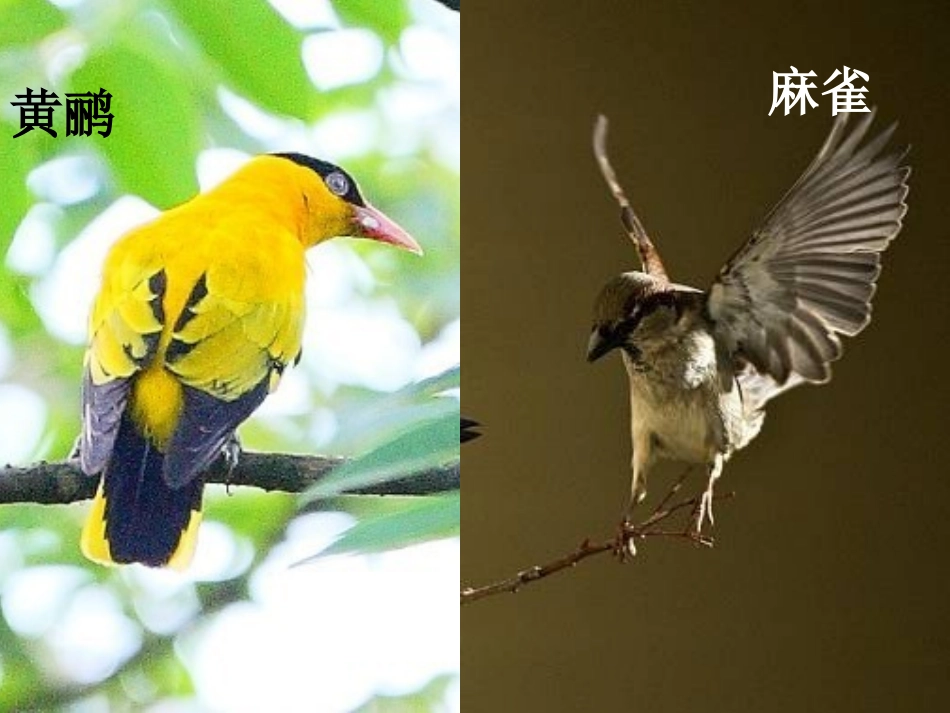 我最喜欢的鸟_第3页