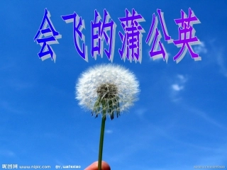 会飞的蒲公英