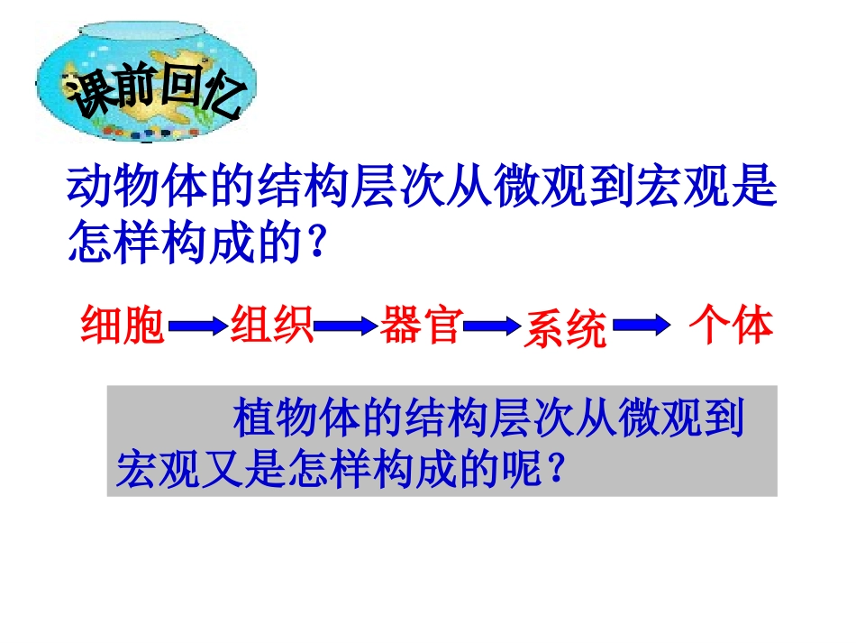 植物体的结构层次  ppt_第2页