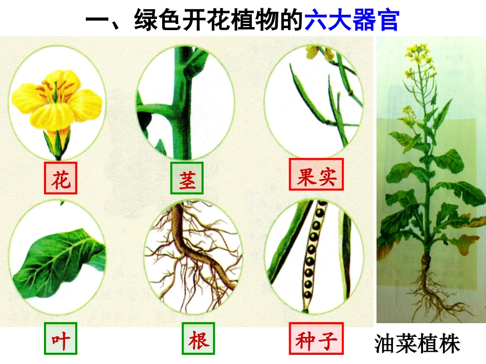 植物体的结构层次  ppt_第3页