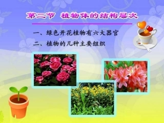 植物体的结构层次  ppt