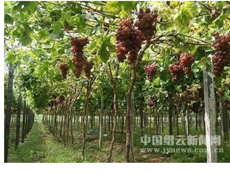 《爬山虎的脚》教学课件_第3页