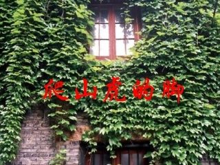 《爬山虎的脚》教学课件