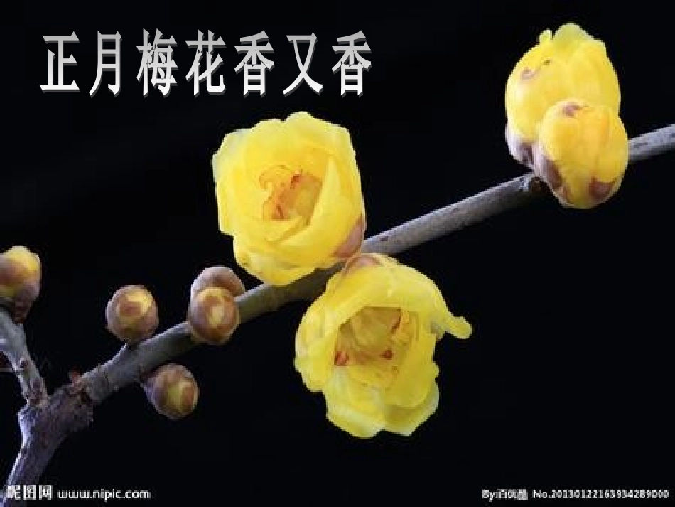 人教版四年级上册作文——观察日记_第1页