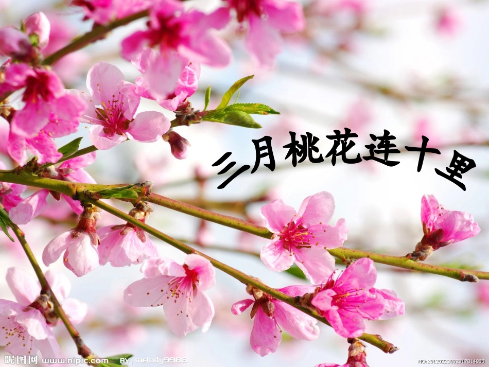 人教版四年级上册作文——观察日记_第3页