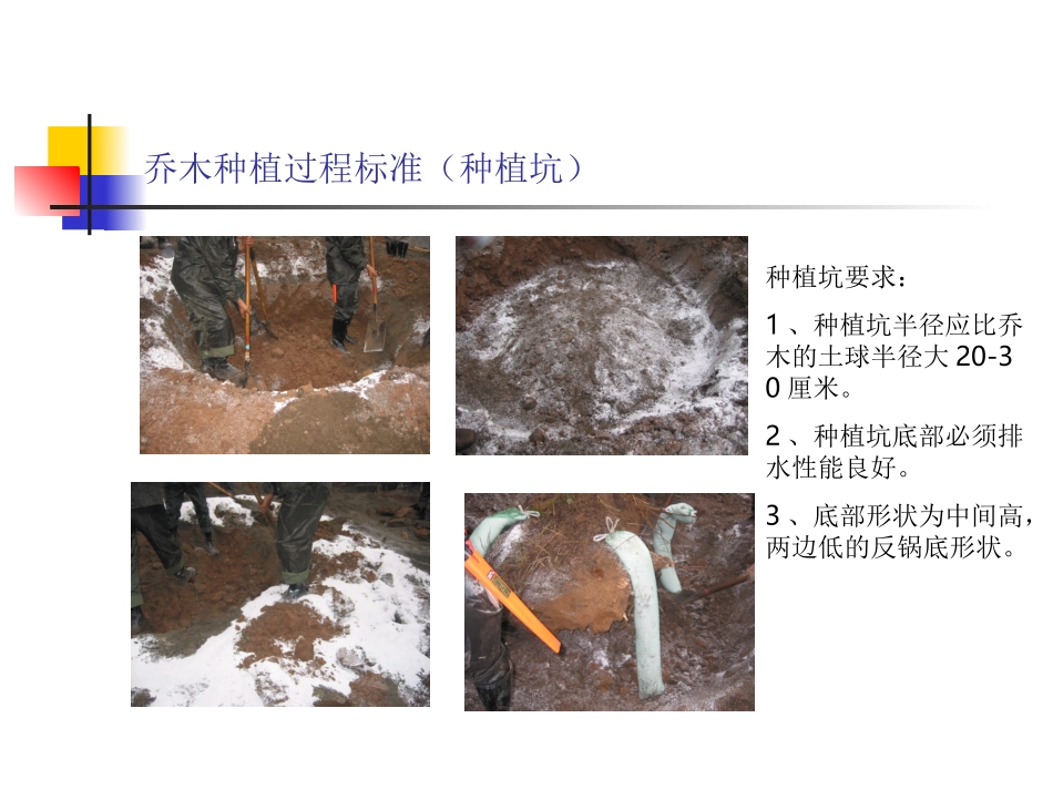 乔木种植过程_第2页
