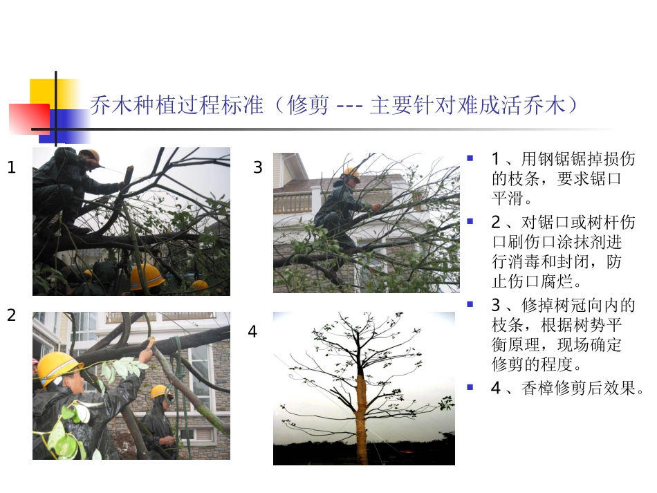 乔木种植过程_第3页