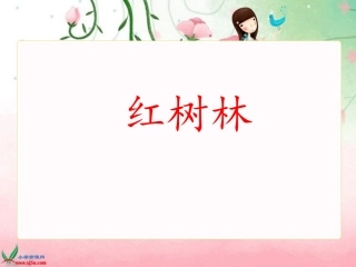 红树林 (3)