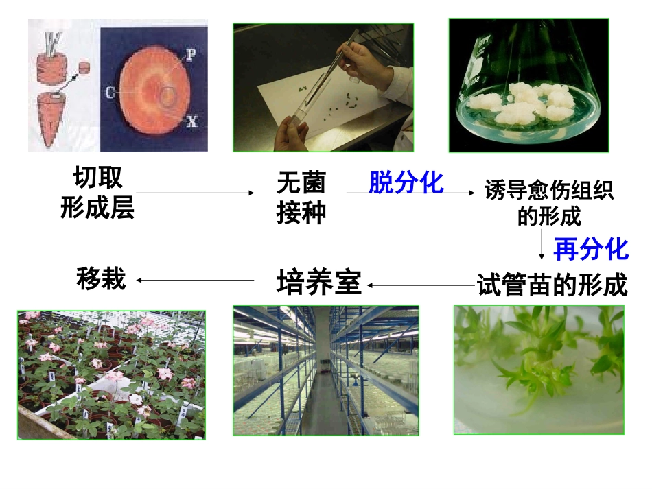 植物组织培养_第2页