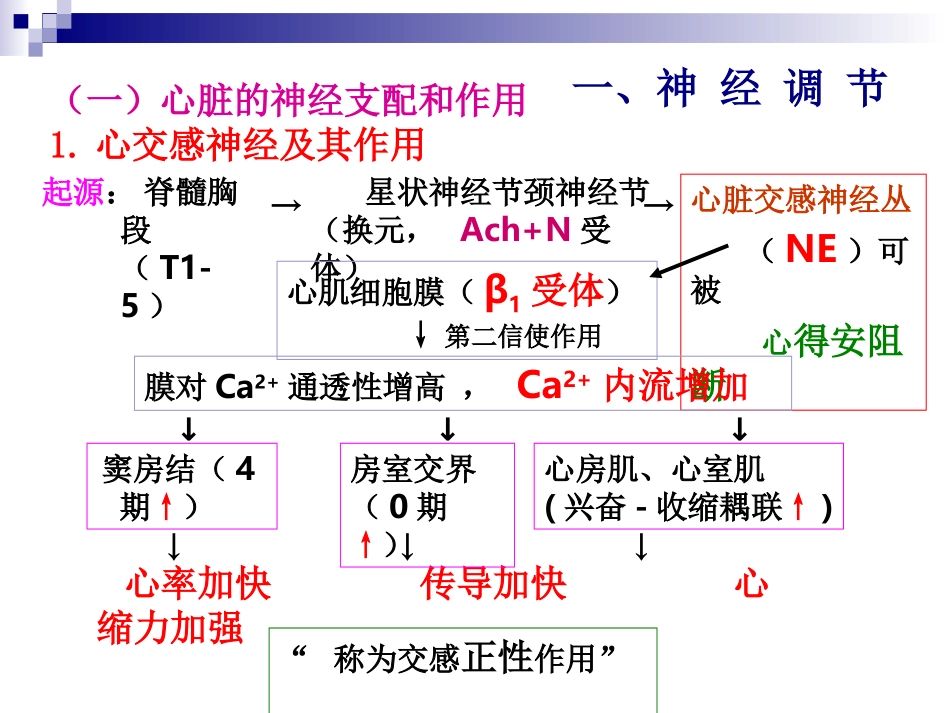 生理-循环系统-重要器官的循环特点_第2页