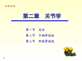解剖学关节学