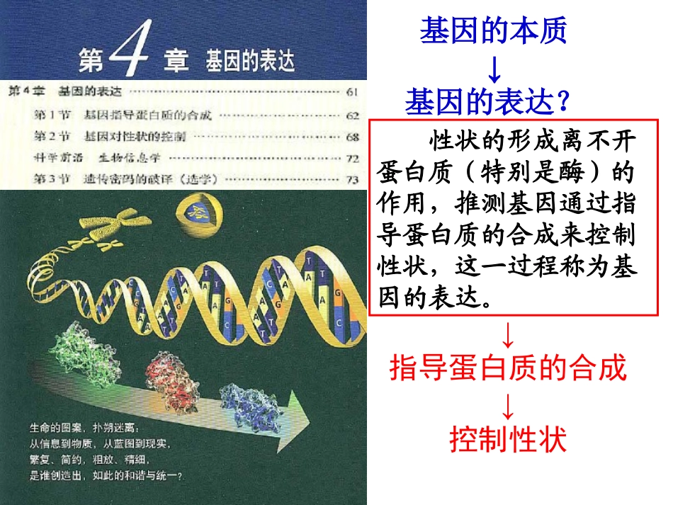 基因指导蛋白质合成_第2页