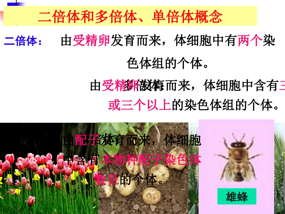 染色体变异4_第2页