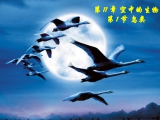 （旧）第11章第1节鸟类