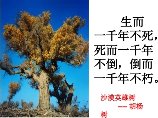 六年级语文上册第五组1青海高原一株柳课件
