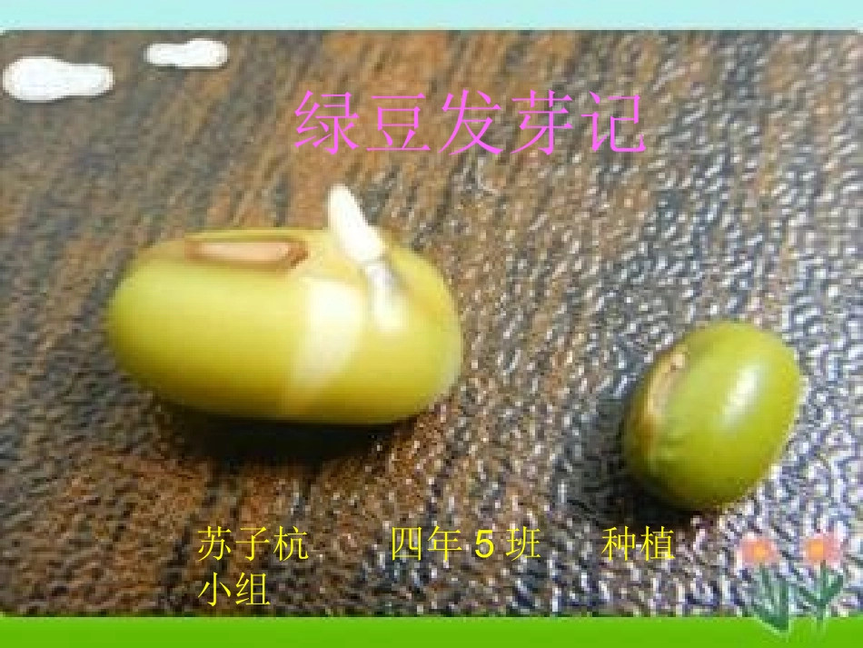 绿豆的种植过程_第1页