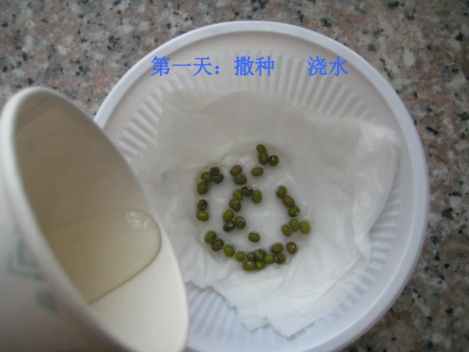 绿豆的种植过程_第3页