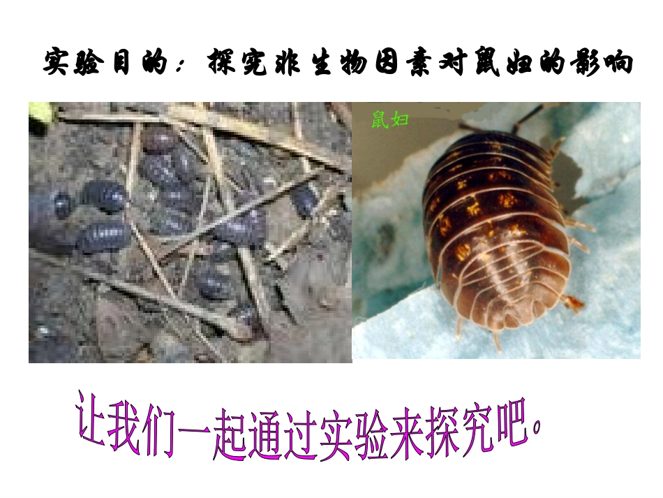 探究光对鼠妇分布的影响_第3页