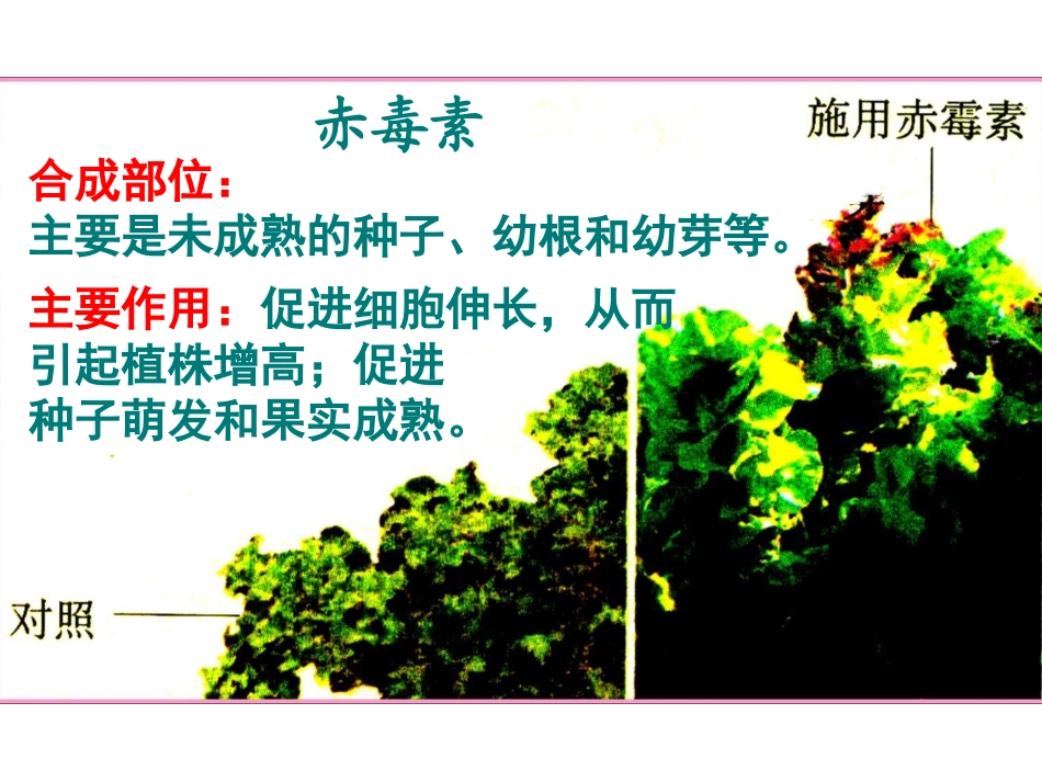 高中生物必修三  3.3其他植物激素_第3页